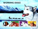 WORKING DOGS
