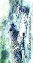 BOOKLET WILD ANIMALS OF TANZANIA
